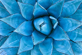 Blue Agave plant that looks like a flower