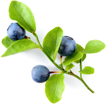 Image of three Blueberries on vine with leaves and stem.