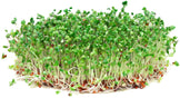Image of many Broccoli Sprouts