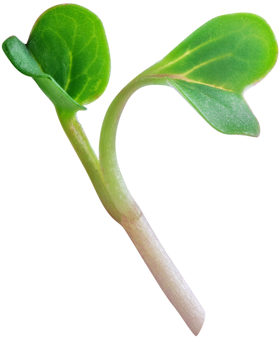 Image of a Broccoli Sprout