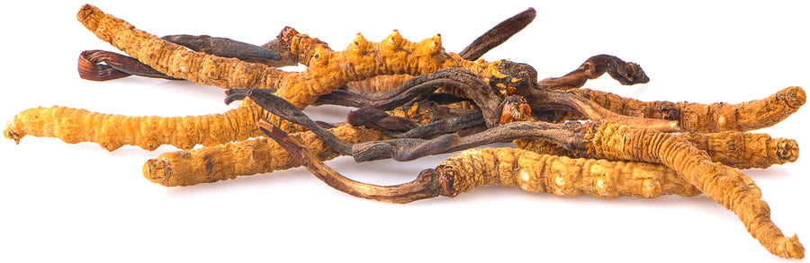 Image of Cordyceps growing from a bunch of Caterpillar