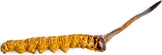 Photo of dried Cordyceps Mushroom from natural caterpillar 