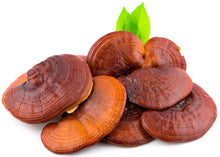 Several pieces of Red Reishi Mushroom on white background.