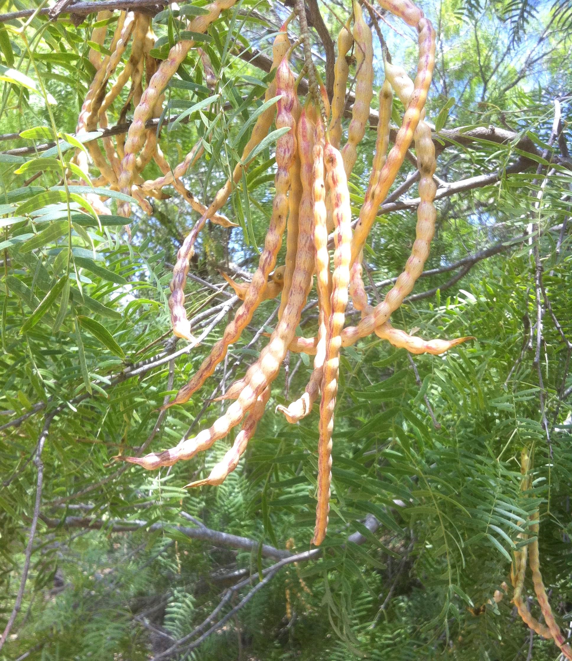 Mesquite Powder (Flour) - Organic Raw