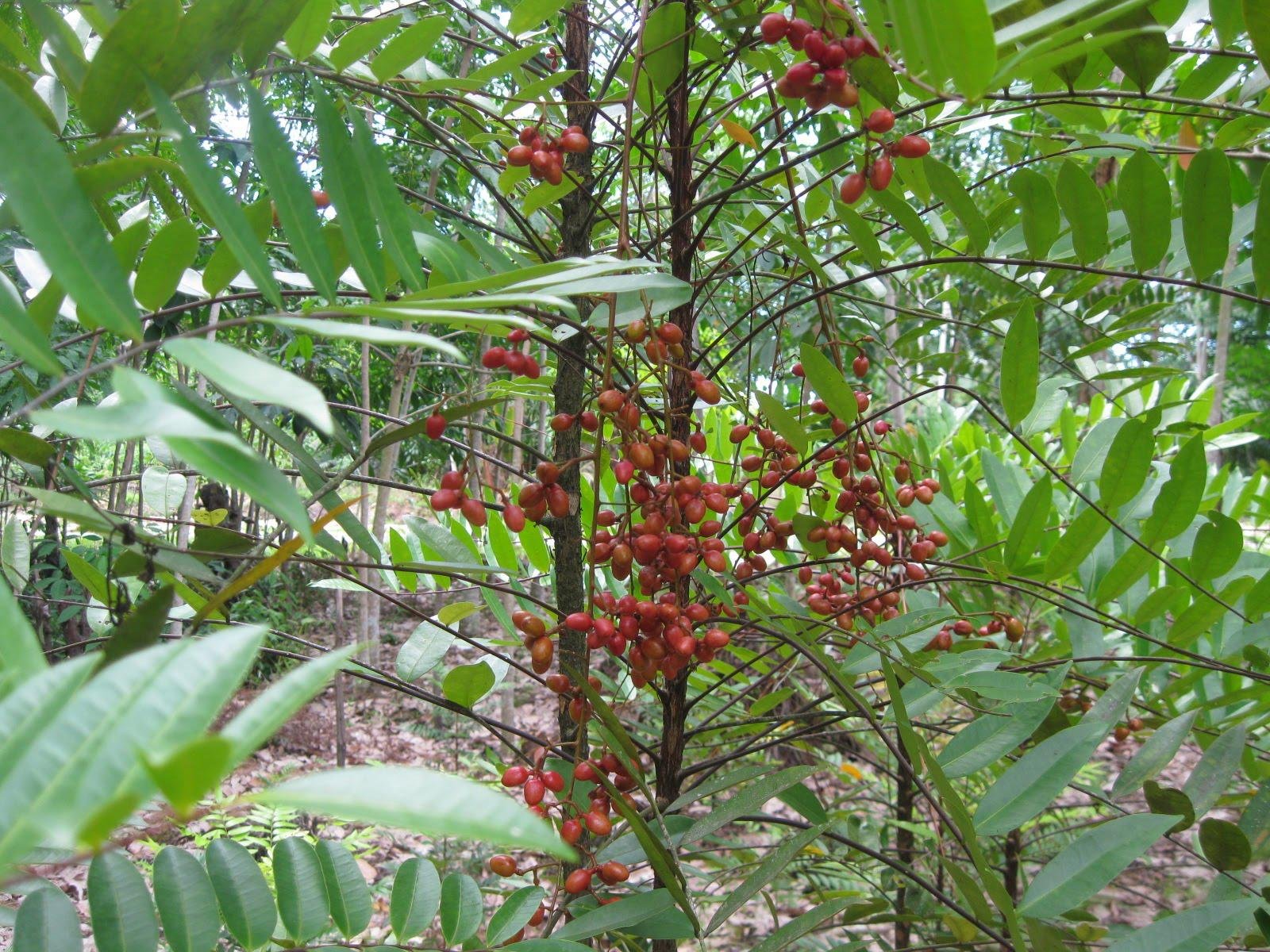Image of Tongkat Ali root and leaves in a forest