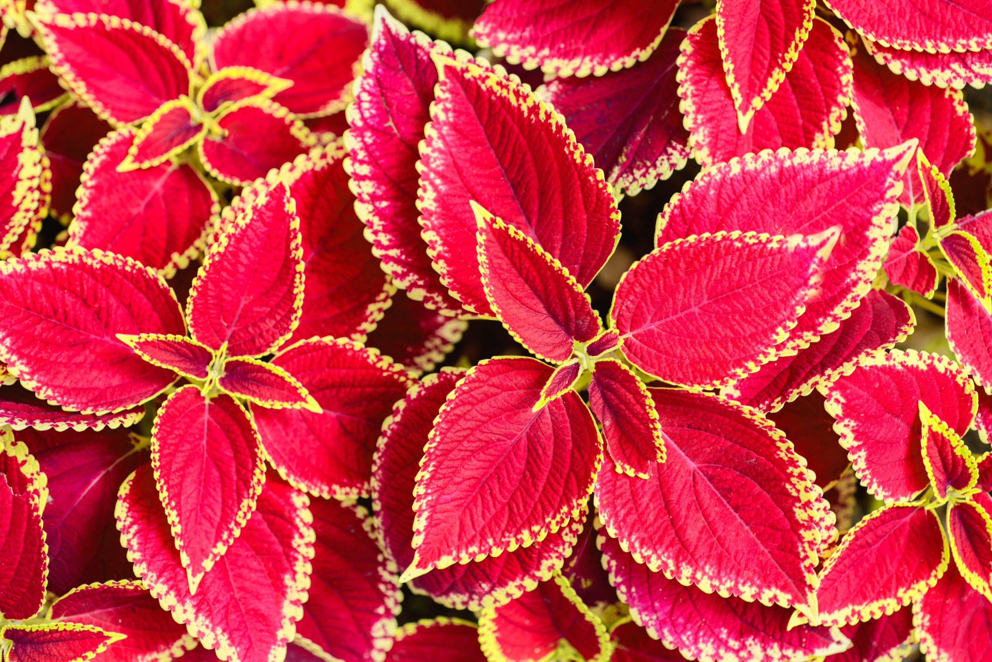 Close up image of Forskohlii leaves showing bright red and yellow colors