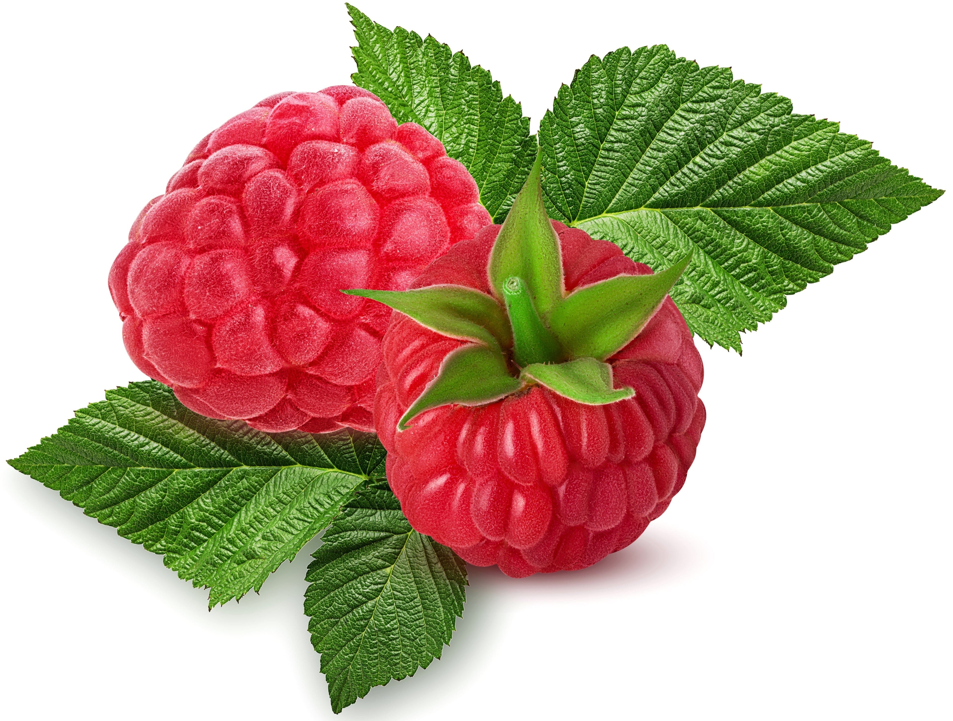 close up image of 2 Red Raspberry on white background with green leaves