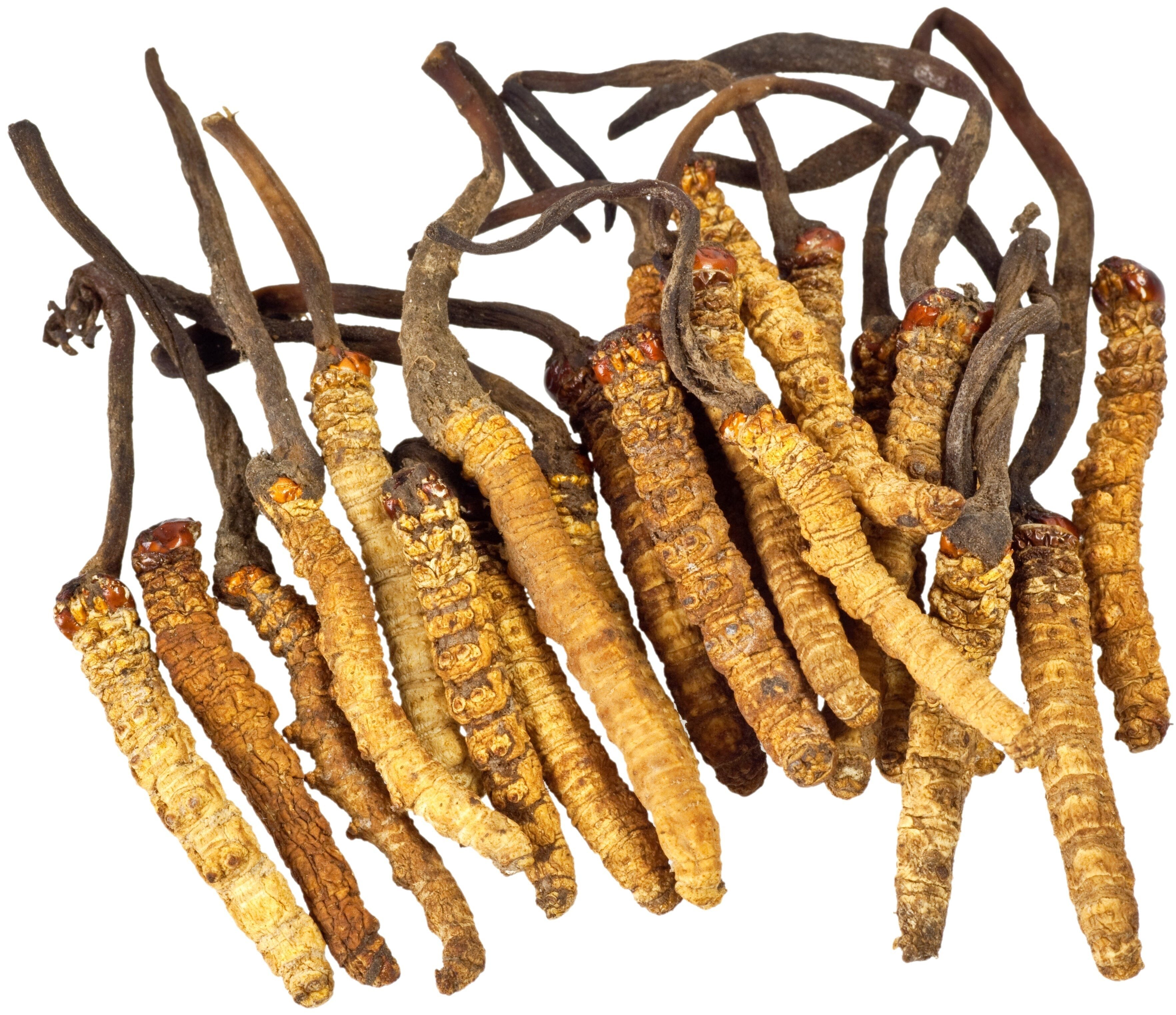 Image of a bunch of cordycep mushrooms