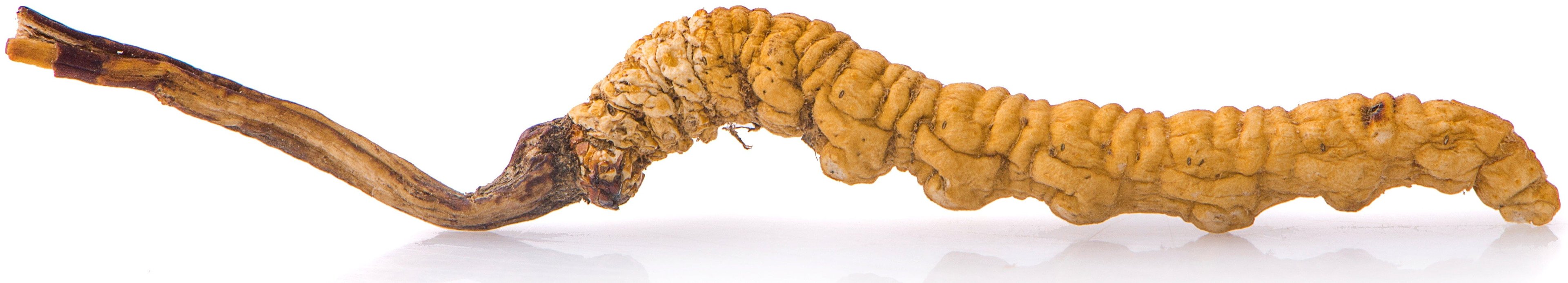 Close photo of single Cordyceps Mushroom that very closely resembles the caterpillar it came from