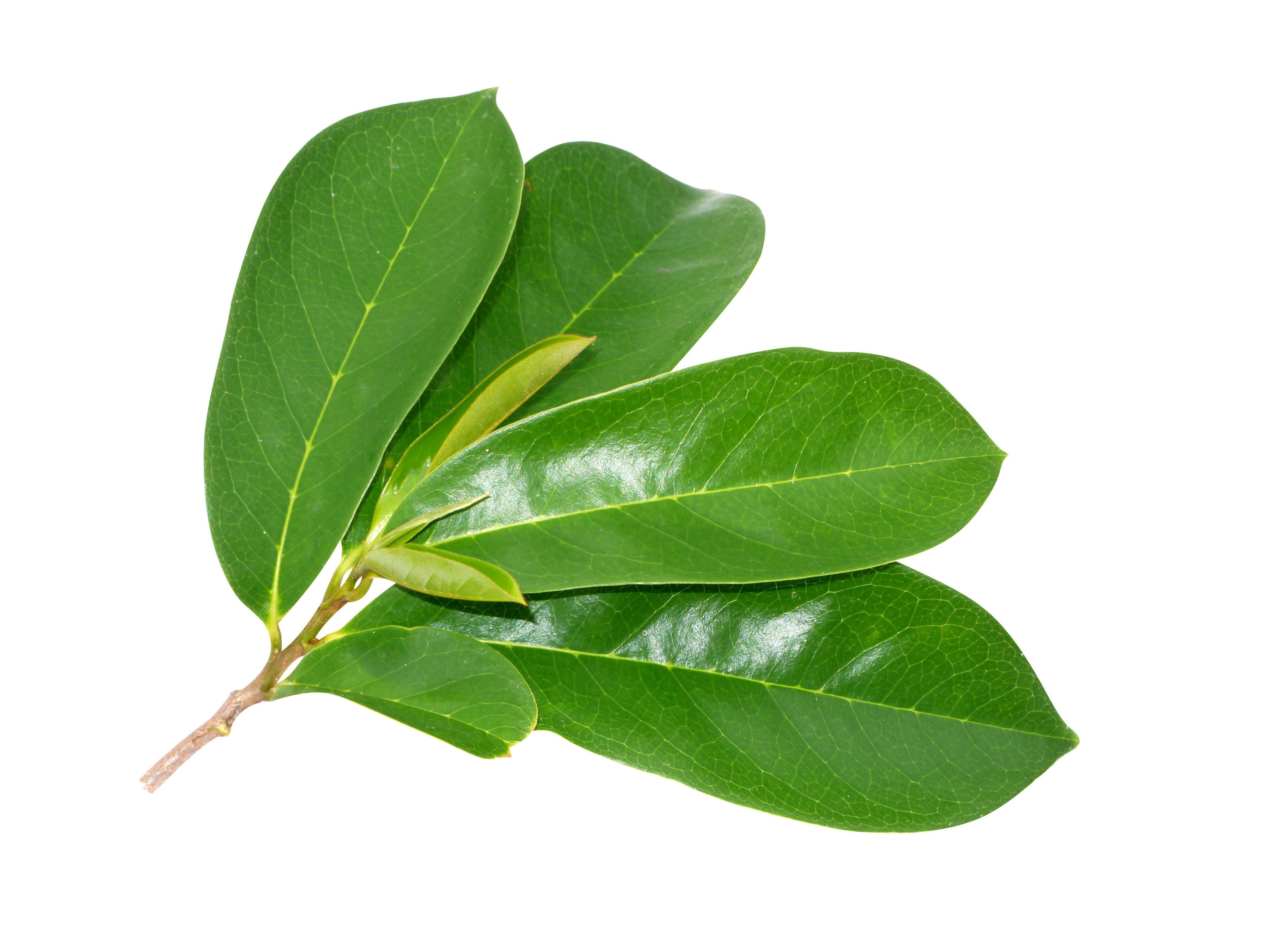 Image of green Graviola Leaves