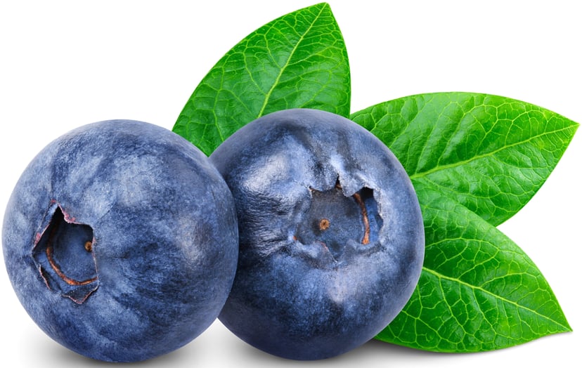 Pair of Blueberries with stem leaves in the background.