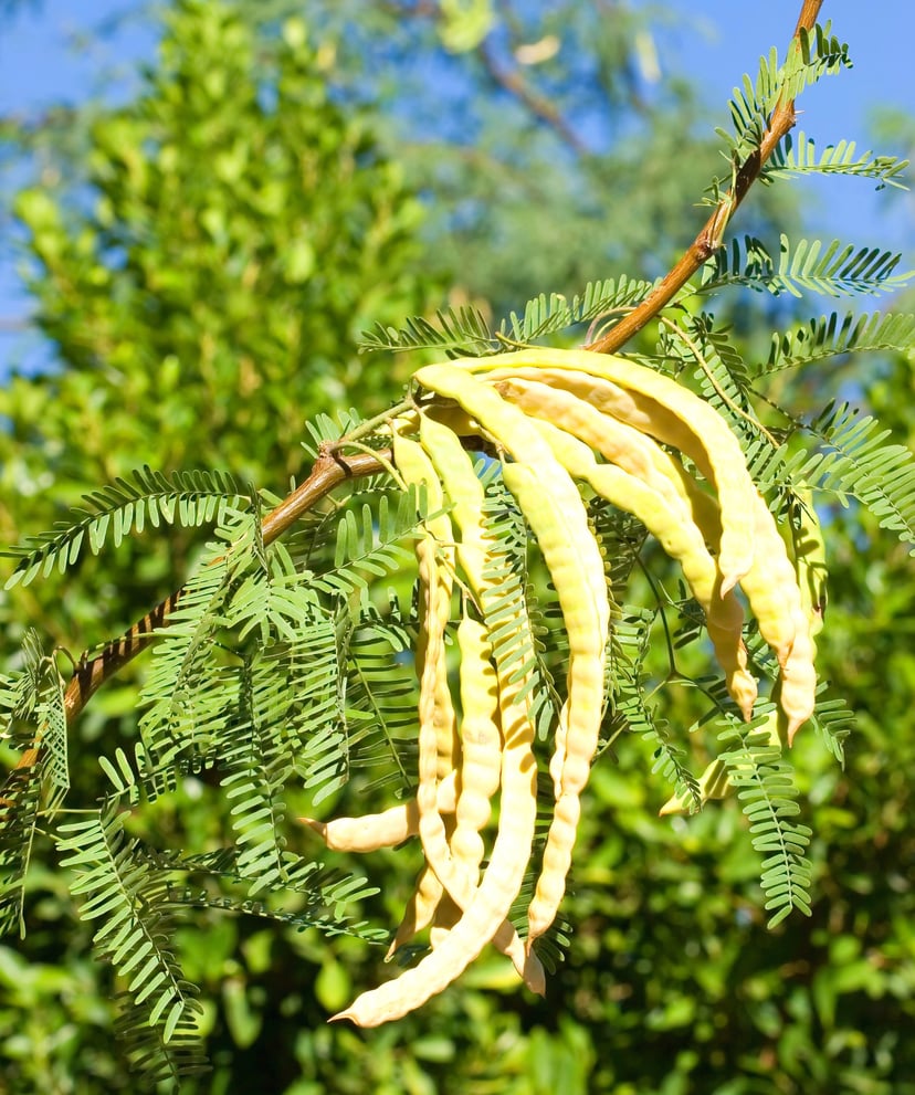 Mesquite Powder (Flour) - Organic Raw