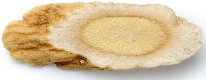Image of a slice of Astragalus Root