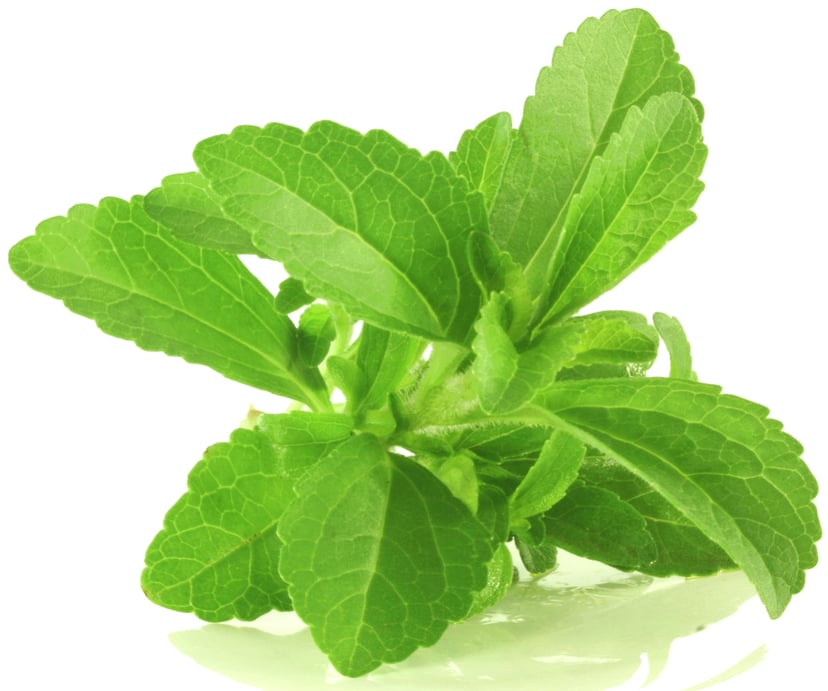 Image of fresh green Stevia Leaf