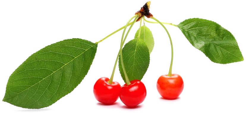 3 cherries on stem with 4 green leaves