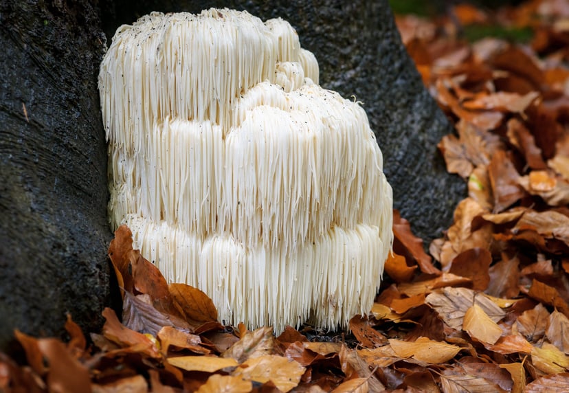 Image of a white lions mane mushrooms growing from the bottom of a tree surrounded by leaves