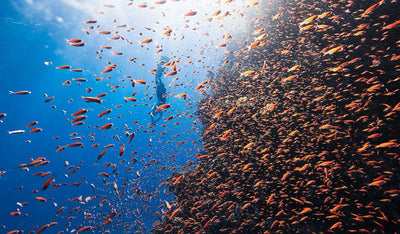 This is a picture of a large school of fish with the sunlight coming down