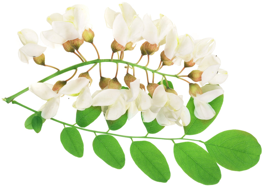 Image of Acacia Fiber (Gum Arabic) flowers