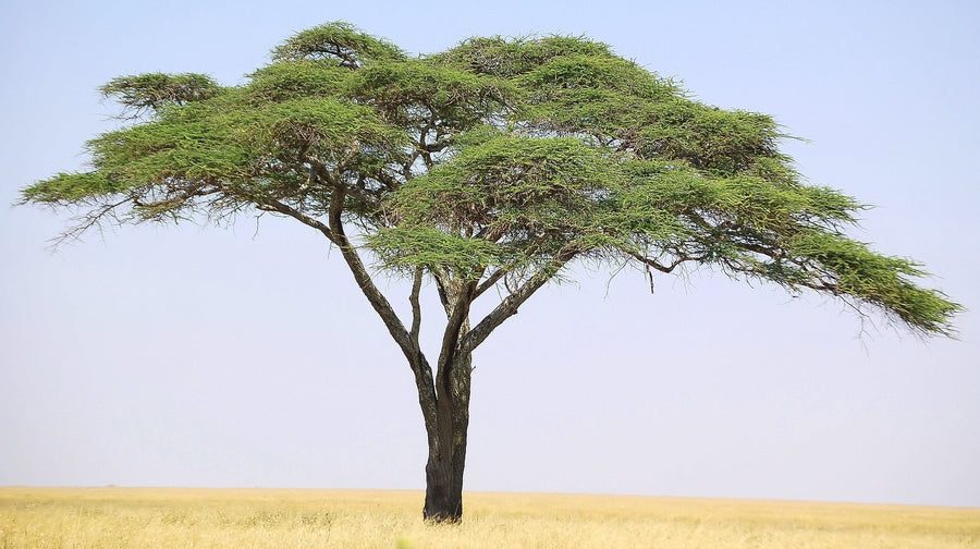 Image of a Acacia Fiber (Gum Arabic) tree