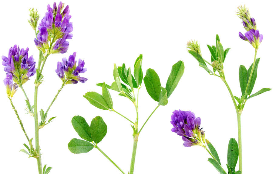 Image of purple Alfalfa flowers with green leaves