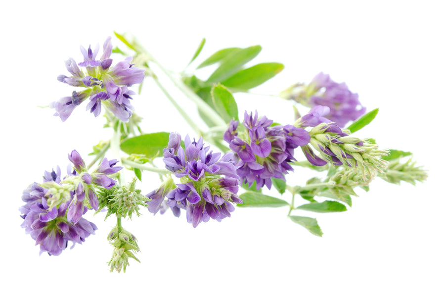 Image of purple Alfalfa flowers with green leaves