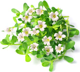 Image of Bacopa Monnieri (Brahmi) white flowers