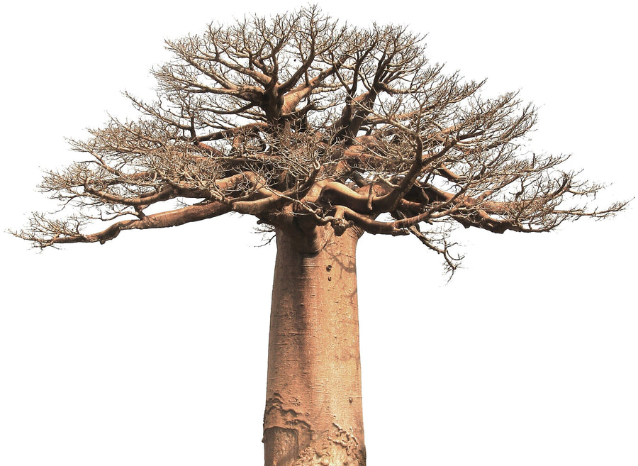 Image of Baobab tree
