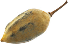 Image of a Baobab Fruit