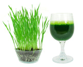 Image of fresh barley grass and barley grass juice in a cup