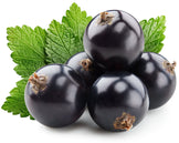 Image of Black Currant berries with green leaves in the back