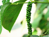 Image of black peppercorns in their unripe state hanging from a tree