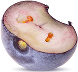 Image of halved Blueberry on white background