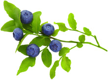 Image of a bunch of fresh Blueberries in their stem and green leaves
