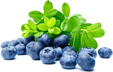 Image of several Blueberries with stem and leaves in the background