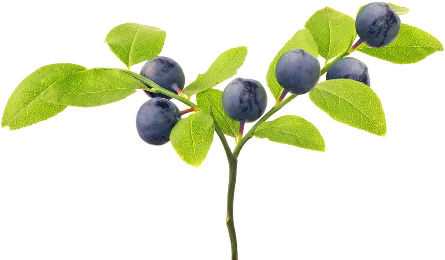 Image of Blueberries on stem with leaves on white background.