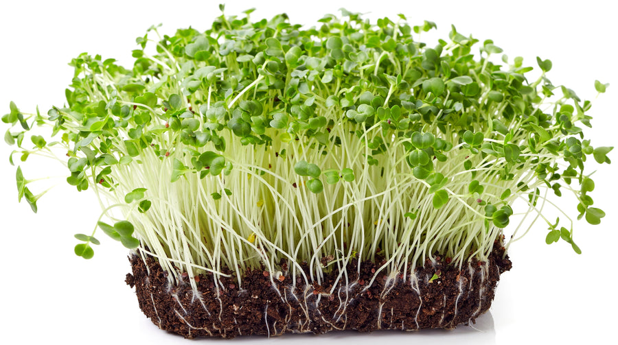 Image of many Broccoli Sprouts growing in dirt