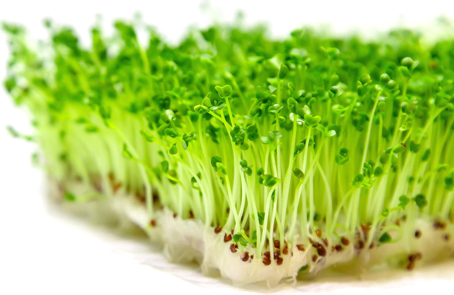 Image of a bunch of Broccoli Sprouts growing