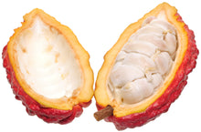 Image of a cacao pod opened showing its white flesh