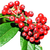 Image of Cha de Bugre leaves and red berries