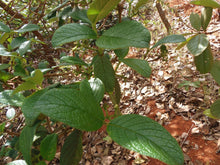 Image of Cha de Bugre leaves