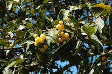 Image of Cha de Bugre leaves and yellow berries