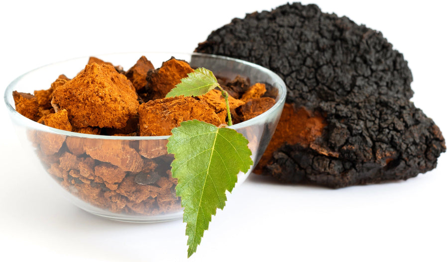 Image of a bowl full of Chaga pieces and a green leaf as well as a whole piece of chaga next to the bowl