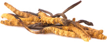 Image of a bunch of Cordyceps from Caterpillar