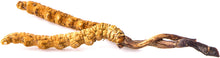 Image of dried cordycep mushroom from caterpillar