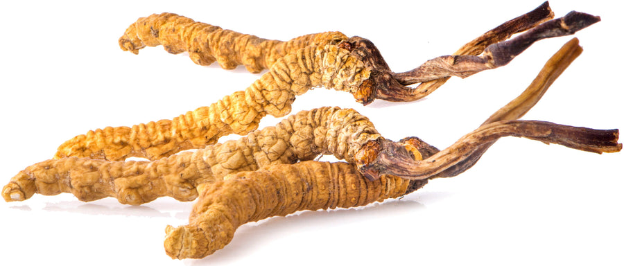 Image of 4 Cordyceps growing from Caterpillars