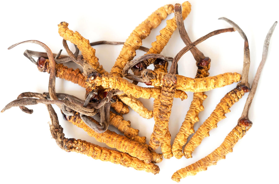 Image of a bunch of Cordyceps growing from Caterpillars