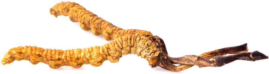 Photo of 2 dried natural cordyceps mushrooms from caterpillars