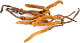 Close photo of several Cordyceps Mushrooms that look like dried worms