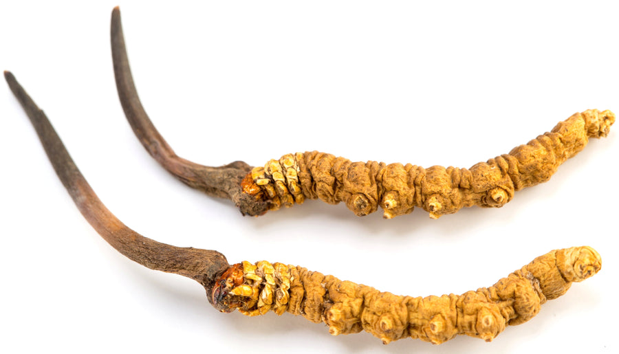 Image of two dried Cordyceps Mushrooms extending from puapa larvae.