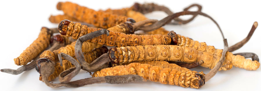 Close up Image of a pile of Cordyceps growing from Caterpillars
